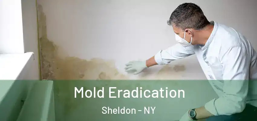 Mold Eradication Sheldon - NY