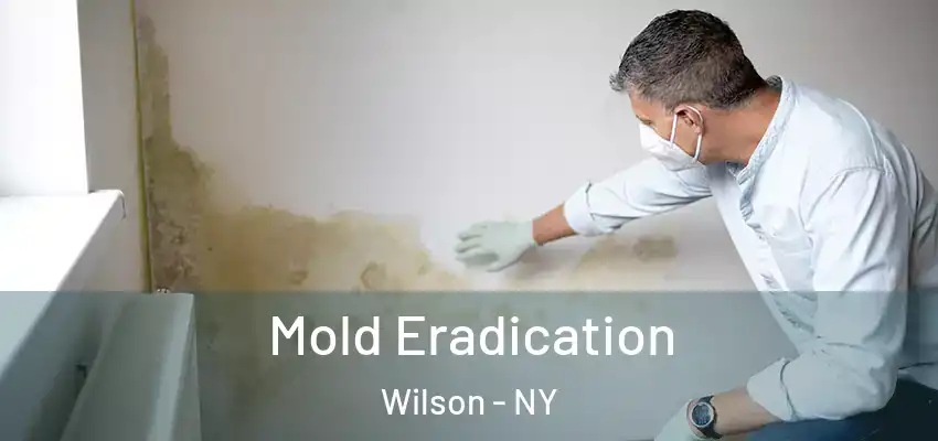 Mold Eradication Wilson - NY