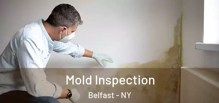  Mold Inspection Belfast - NY