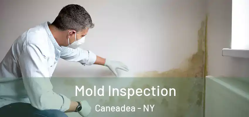  Mold Inspection Caneadea - NY