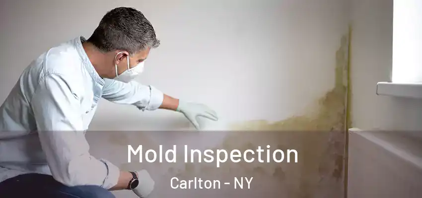  Mold Inspection Carlton - NY
