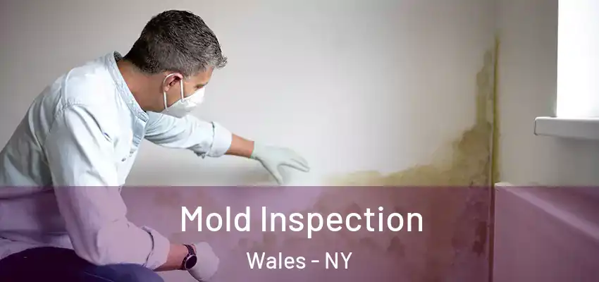  Mold Inspection Wales - NY