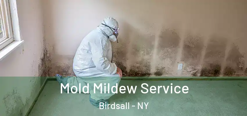  Mold Mildew Service Birdsall - NY