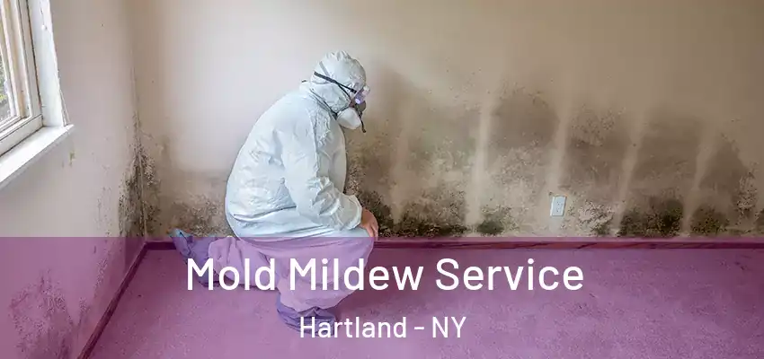 Mold Mildew Service Hartland - NY