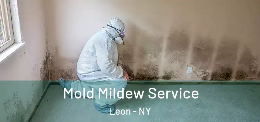  Mold Mildew Service Leon - NY