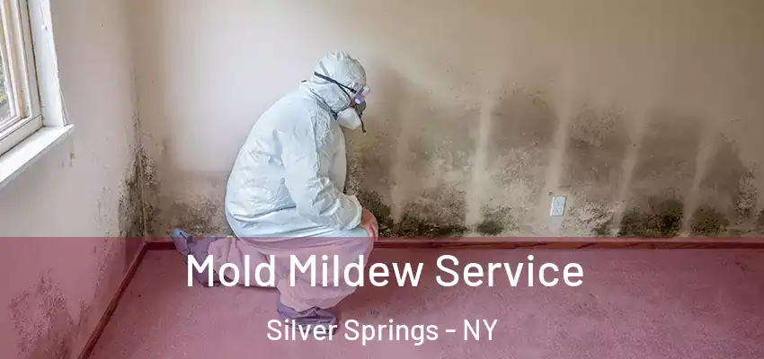  Mold Mildew Service Silver Springs - NY