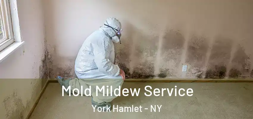  Mold Mildew Service York Hamlet - NY