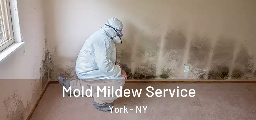  Mold Mildew Service York - NY
