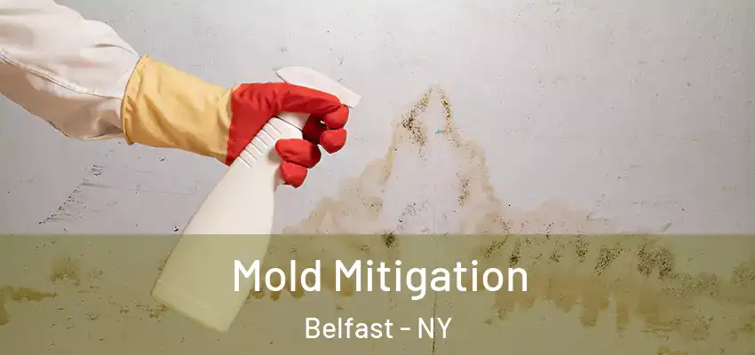  Mold Mitigation Belfast - NY