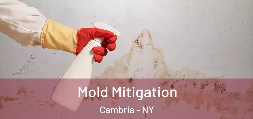  Mold Mitigation Cambria - NY