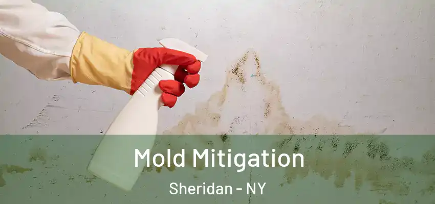  Mold Mitigation Sheridan - NY