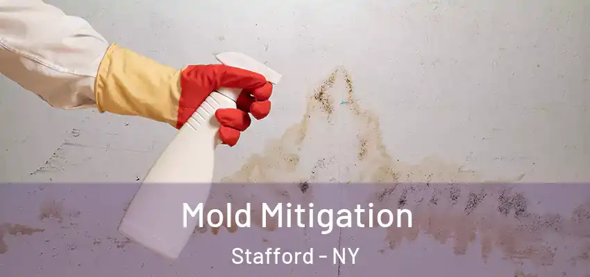  Mold Mitigation Stafford - NY
