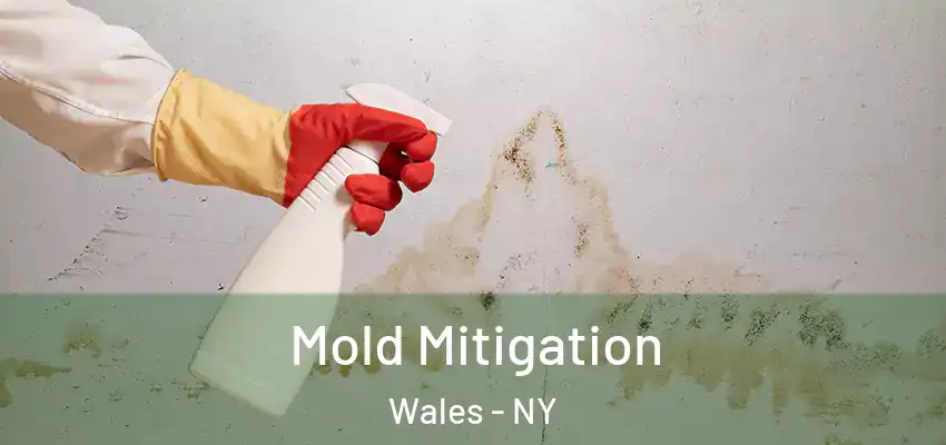 Mold Mitigation Wales - NY