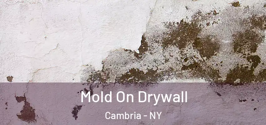 Mold On Drywall Cambria - NY