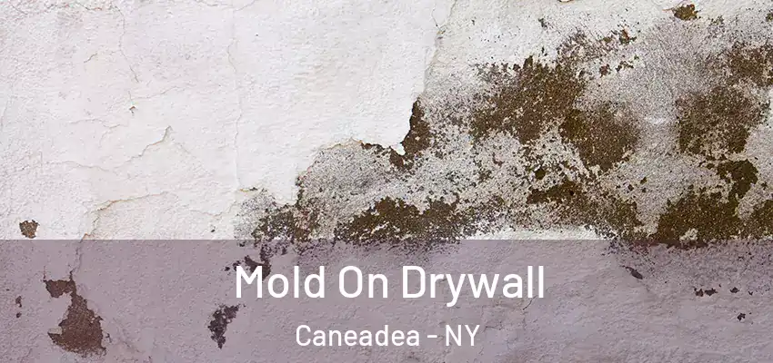  Mold On Drywall Caneadea - NY