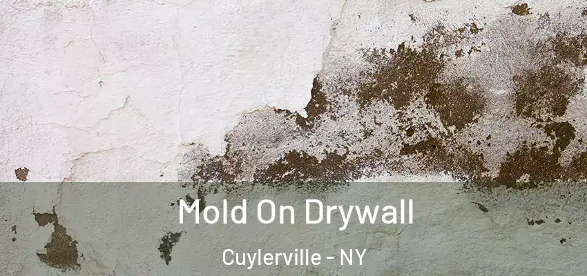  Mold On Drywall Cuylerville - NY