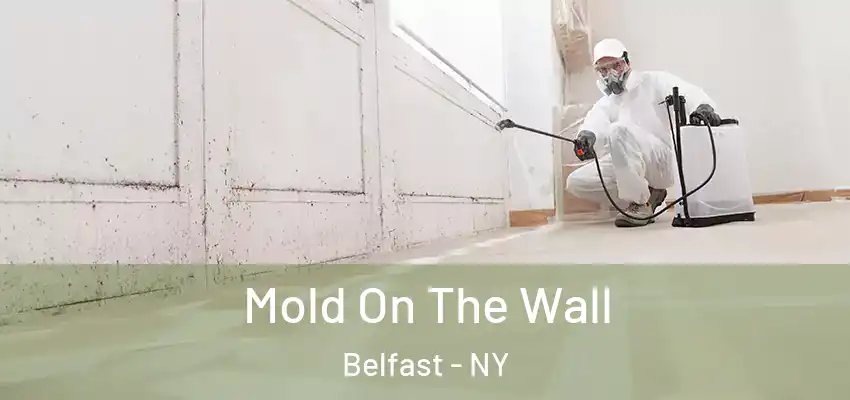 Mold On The Wall Belfast - NY