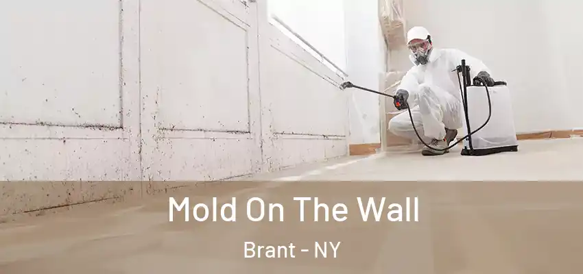 Mold On The Wall Brant - NY