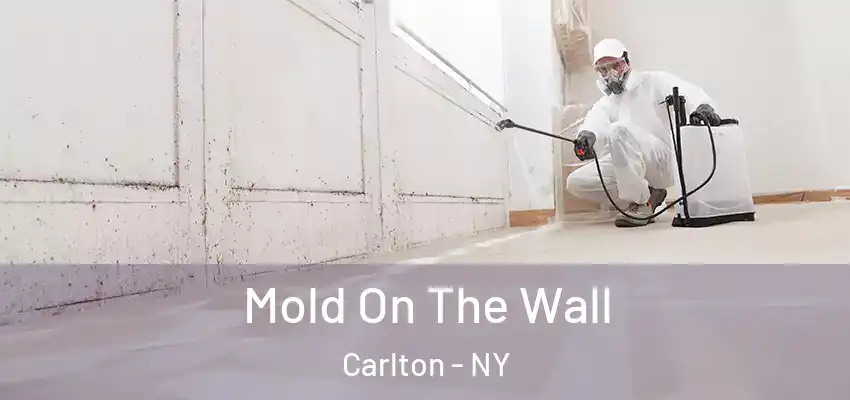  Mold On The Wall Carlton - NY