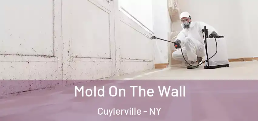  Mold On The Wall Cuylerville - NY
