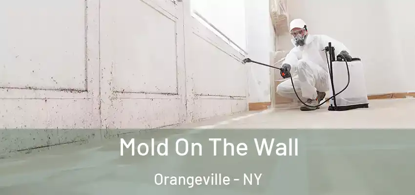  Mold On The Wall Orangeville - NY