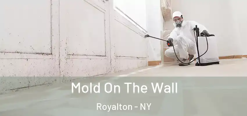  Mold On The Wall Royalton - NY