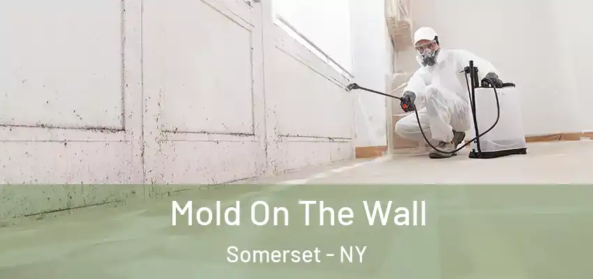  Mold On The Wall Somerset - NY