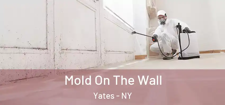 Mold On The Wall Yates - NY