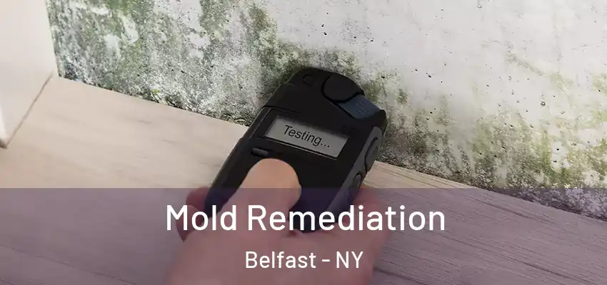 Mold Remediation Belfast - NY