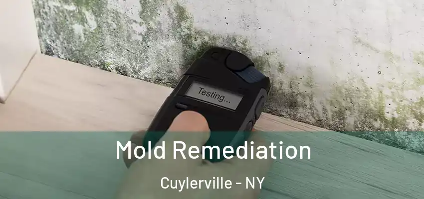  Mold Remediation Cuylerville - NY