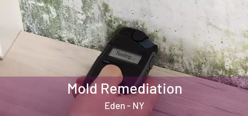 Mold Remediation Eden - NY