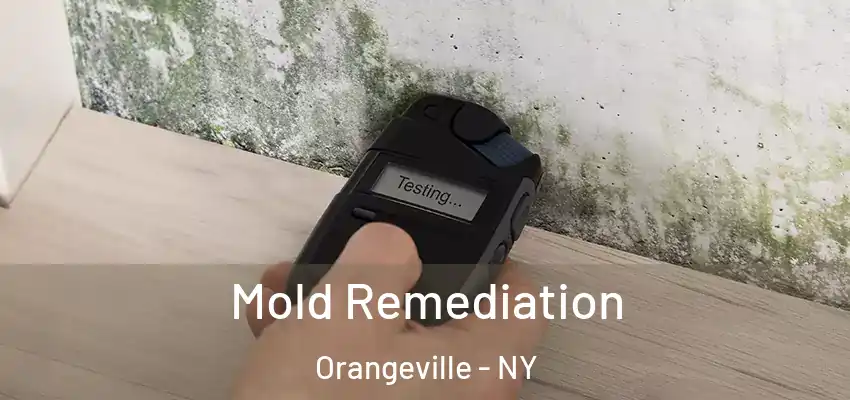  Mold Remediation Orangeville - NY