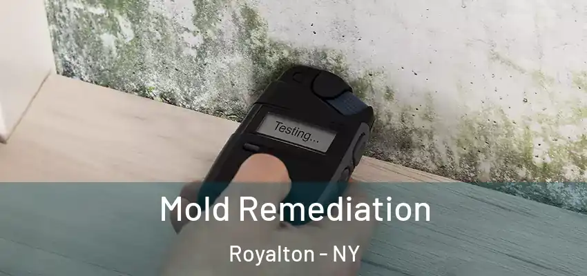  Mold Remediation Royalton - NY