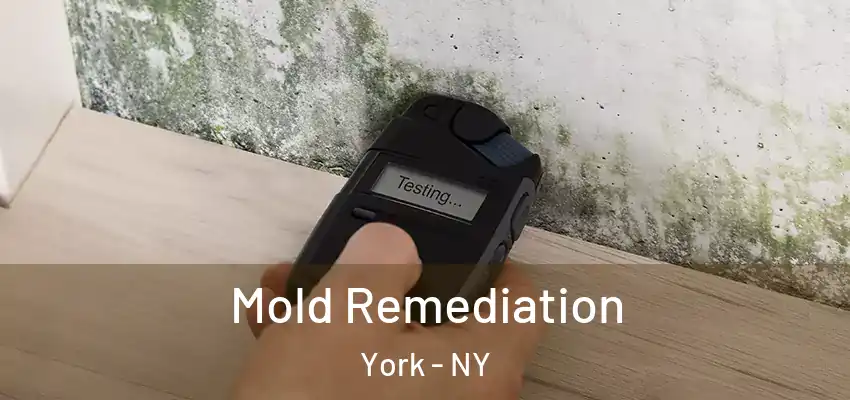  Mold Remediation York - NY