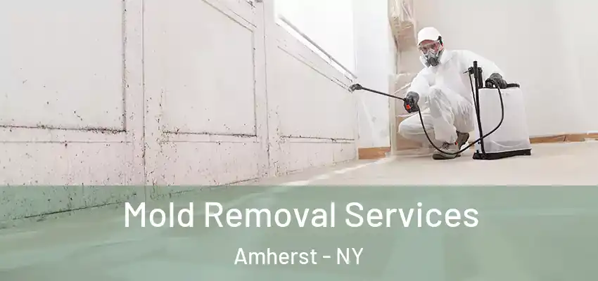  Mold Removal Services Amherst - NY