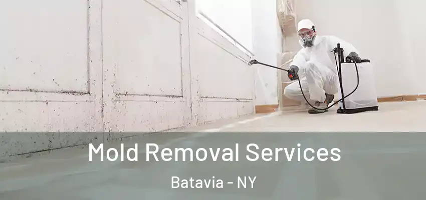  Mold Removal Services Batavia - NY