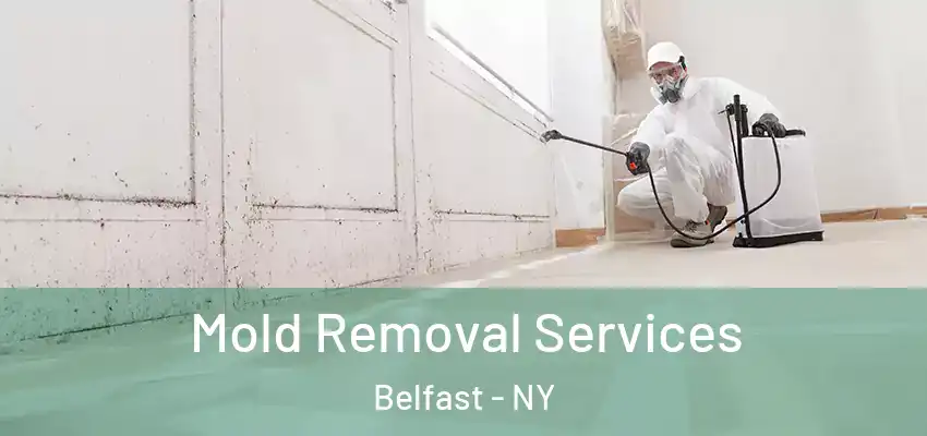  Mold Removal Services Belfast - NY