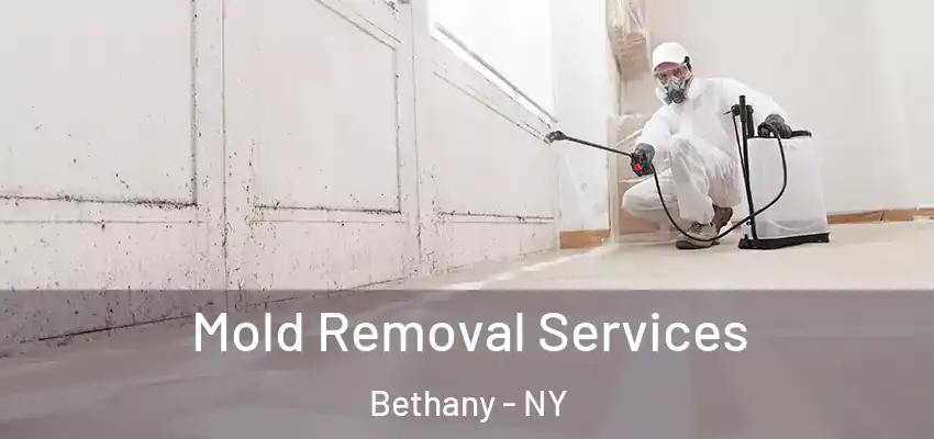  Mold Removal Services Bethany - NY