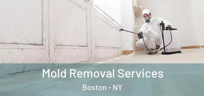  Mold Removal Services Boston - NY