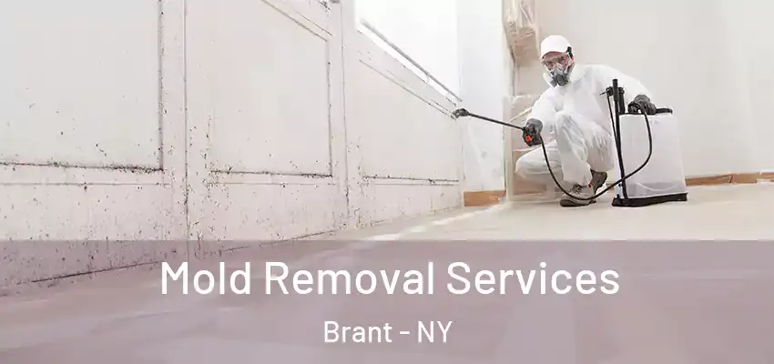  Mold Removal Services Brant - NY