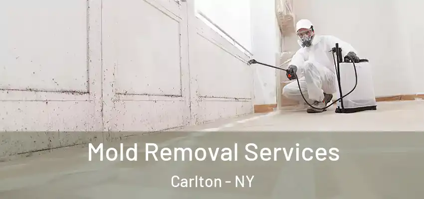 Mold Removal Services Carlton - NY