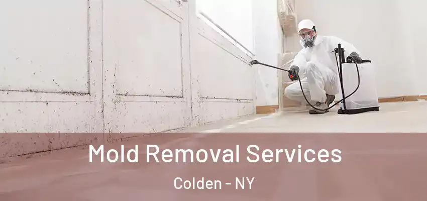  Mold Removal Services Colden - NY