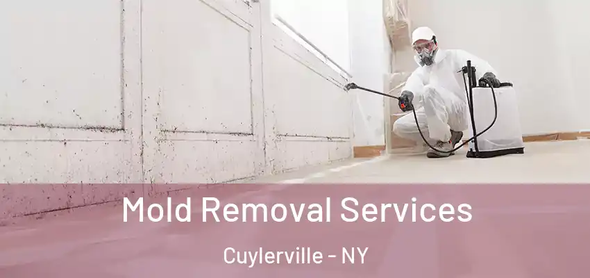 Mold Removal Services Cuylerville - NY