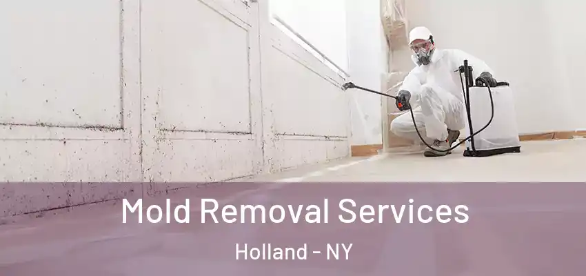  Mold Removal Services Holland - NY