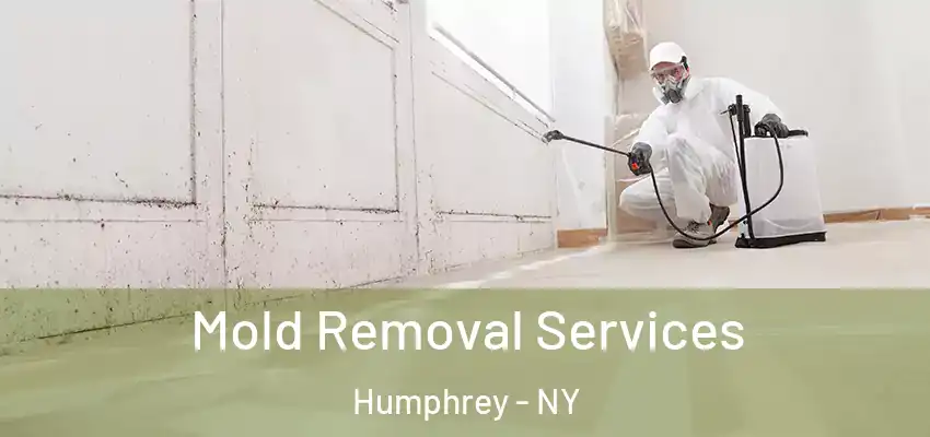  Mold Removal Services Humphrey - NY