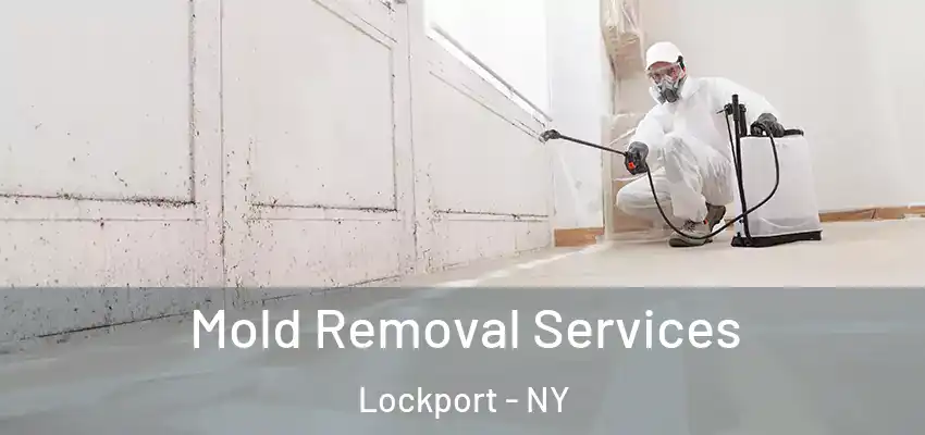  Mold Removal Services Lockport - NY