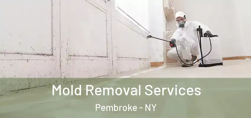 Mold Removal Services Pembroke - NY