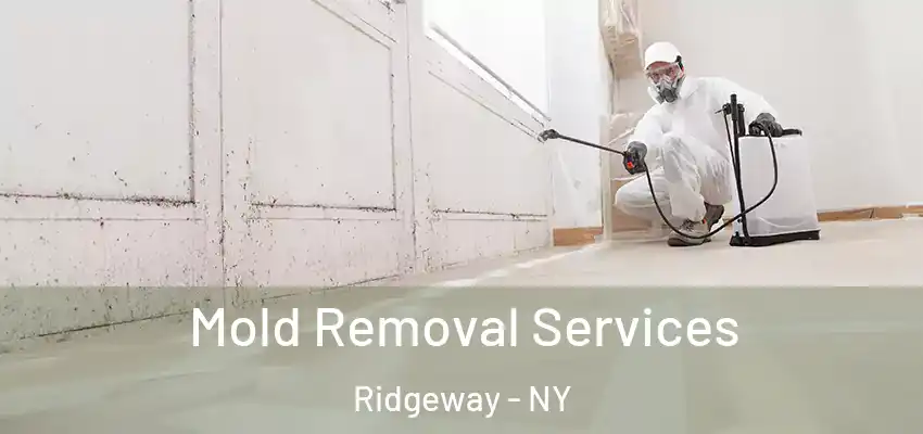  Mold Removal Services Ridgeway - NY