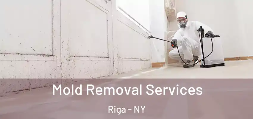  Mold Removal Services Riga - NY