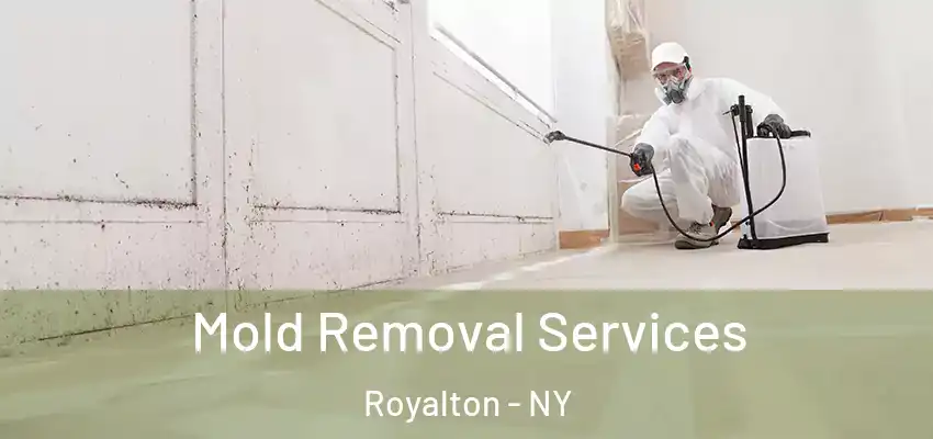 Mold Removal Services Royalton - NY